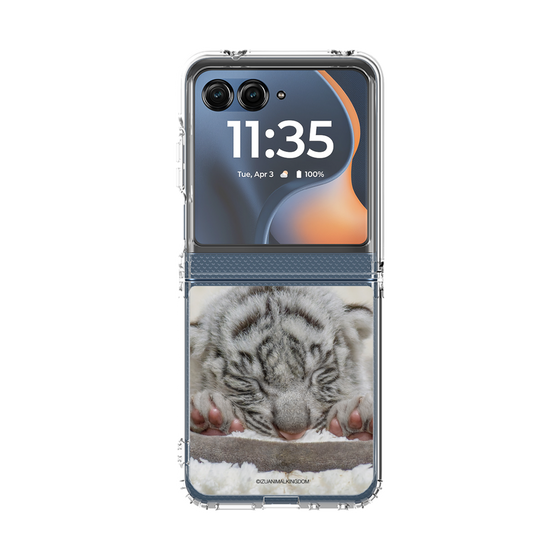 クリアケース［ 伊豆アニマルキングダム - ホワイトタイガー - 赤ちゃん(ベビトラ） ］